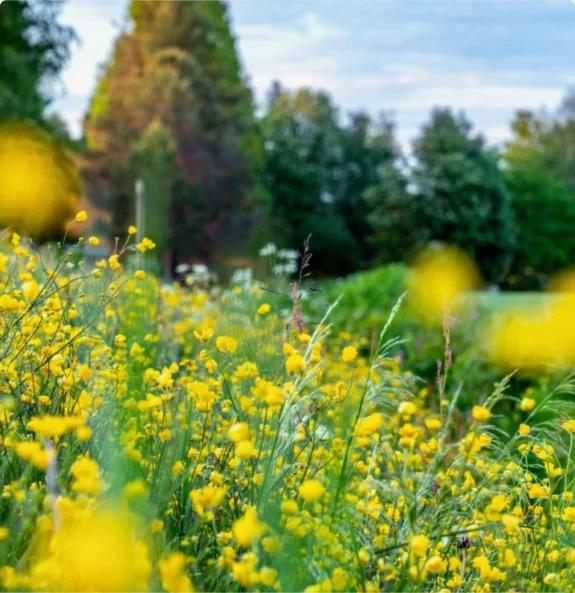 Närbild på sommaräng med gula blommor vid en lantgård.