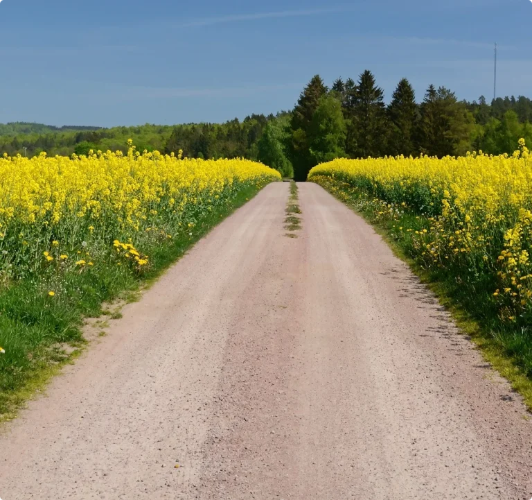 Väg genom blommande rapsfält. Vi kör snabbt ut på landsbygden för akut nödslakt.