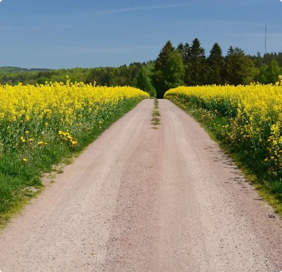 Väg genom blommande rapsfält. Vi kör snabbt ut på landsbygden för akut nödslakt.