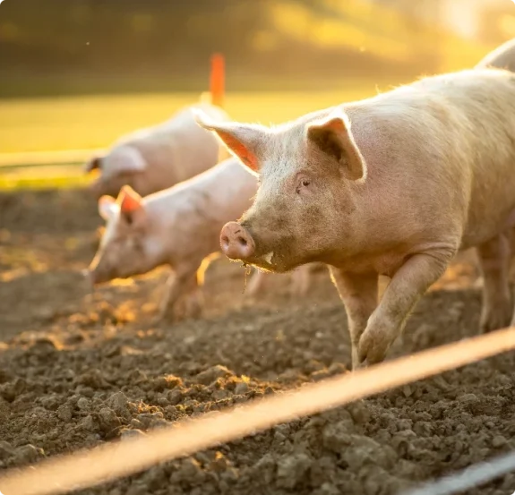 Grisar bökar i solljus. Professionell hjälp vid akut nödslakt av lantbruksdjur.