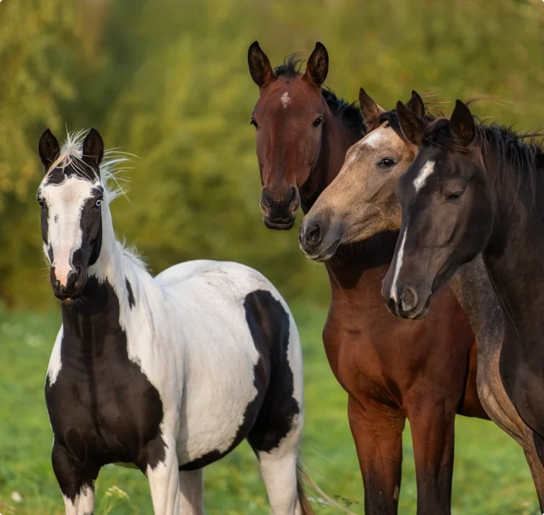 Hästflock i hage. Trygg hantering vid trotjänaravlivning och akut nödslakt.
