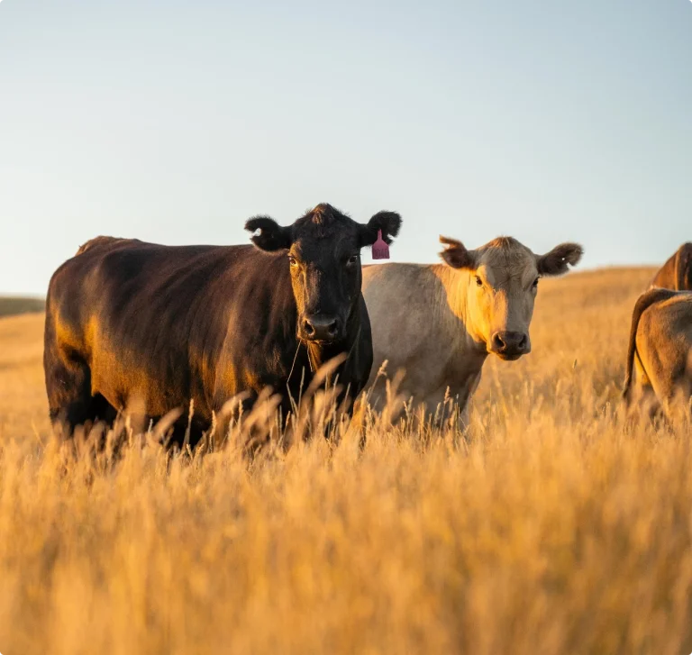 Kor betar på äng i kvällssol. Vi hjälper djurägare med akut nödslakt.
