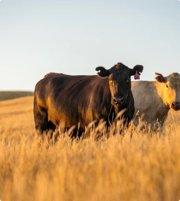 Kor betar på äng i kvällssol. Vi hjälper djurägare med akut nödslakt.