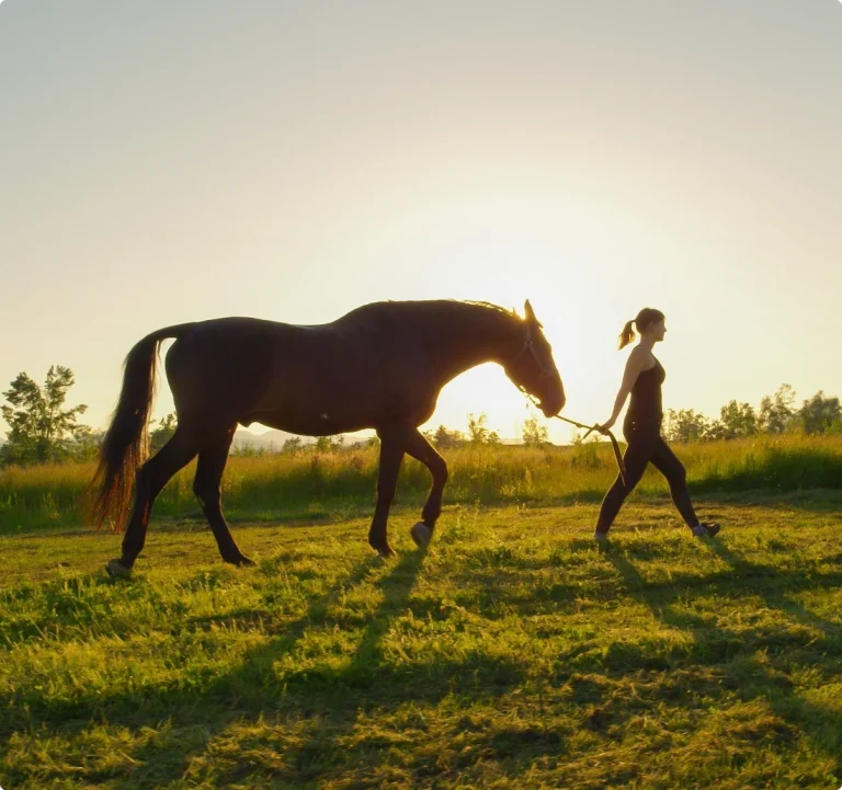 Ägare leder häst i solnedgång. Stockholms Nödslaktsservice värnar om ett värdigt avslut.