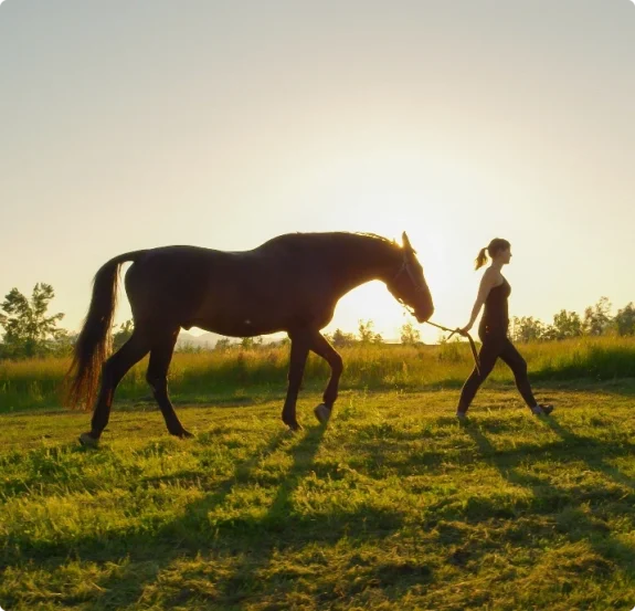 Ägare leder häst i solnedgång. Stockholms Nödslaktsservice värnar om ett värdigt avslut.