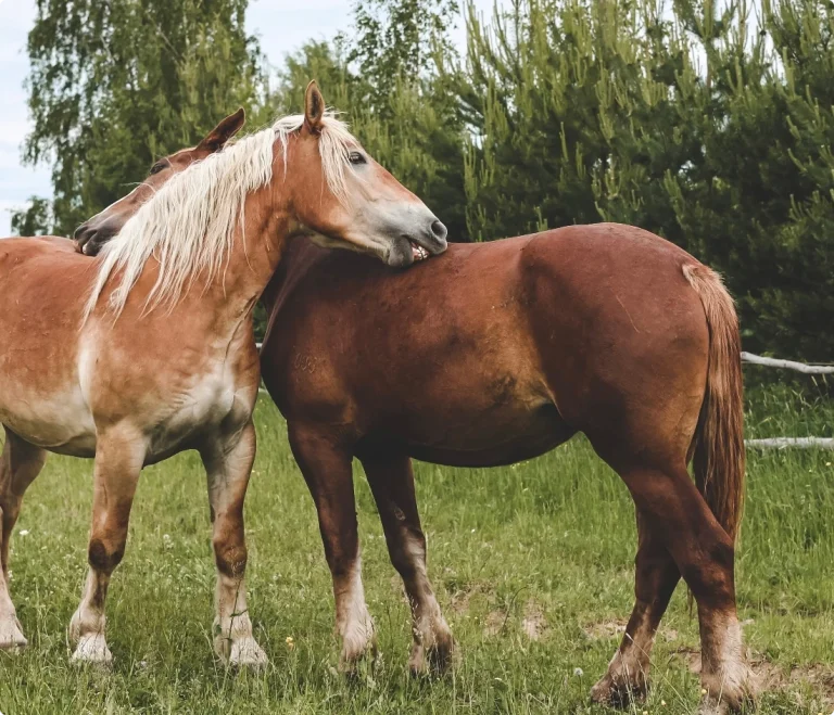 Två hästar visar omtanke. Vi erbjuder respektfull trotjänaravlivning i Stockholm.