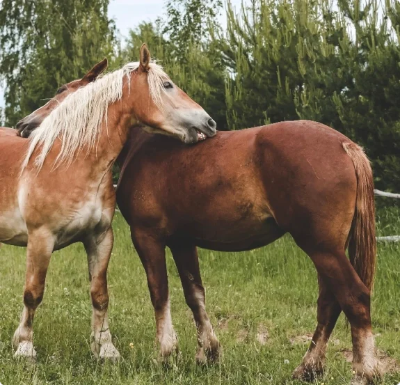 Två hästar visar omtanke. Vi erbjuder respektfull trotjänaravlivning i Stockholm.